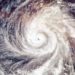 Comment se préparer à un ouragan avec des animaux domestiques
