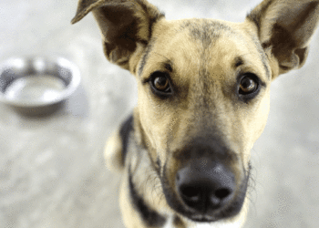 Confusion autour des régimes pour une peau et un pelage sains