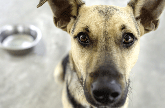 Confusion autour des régimes pour une peau et un pelage sains