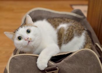 Conseils apaisants pour voler avec des chats | Animauxinfo