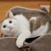 Conseils apaisants pour voler avec des chats | Animauxinfo