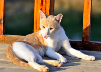 De nouvelles preuves soutiennent l’importance de la vitamine D pour les chats