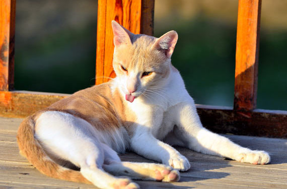De nouvelles preuves soutiennent l’importance de la vitamine D pour les chats