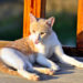 De nouvelles preuves soutiennent l’importance de la vitamine D pour les chats