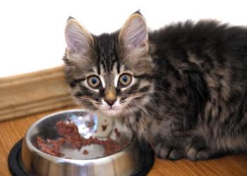 Des niveaux surprenants de protéines dans les aliments secs et en conserve pour chats