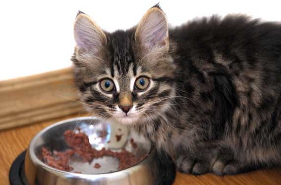 Des niveaux surprenants de protéines dans les aliments secs et en conserve pour chats