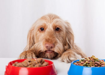 Différents chiens ont besoin de différentes fibres nutritionnelles