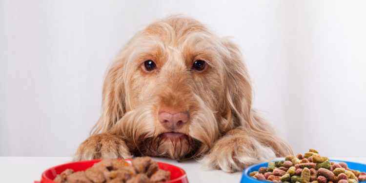 Différents chiens ont besoin de différentes fibres nutritionnelles