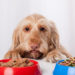 Différents chiens ont besoin de différentes fibres nutritionnelles