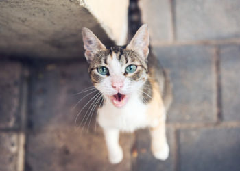 Est-ce l’obsession ou la faim qui pousse votre chat à demander de la nourriture?