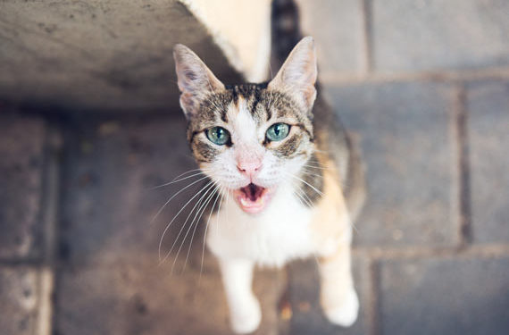 Est-ce l’obsession ou la faim qui pousse votre chat à demander de la nourriture?