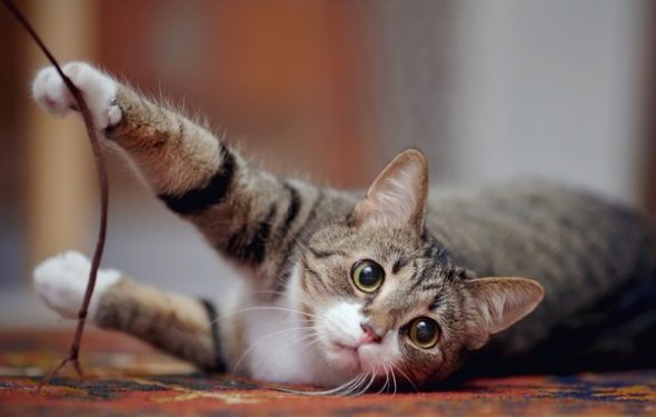 Est-il illégal de chasser les chats? | Animauxinfo