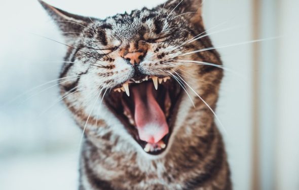 Est-il normal que les chats perdent leurs dents?