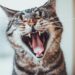 Est-il normal que les chats perdent leurs dents?