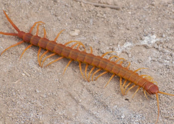 Faits clés, informations et photos