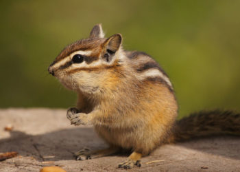 Faits, espèces et informations clés