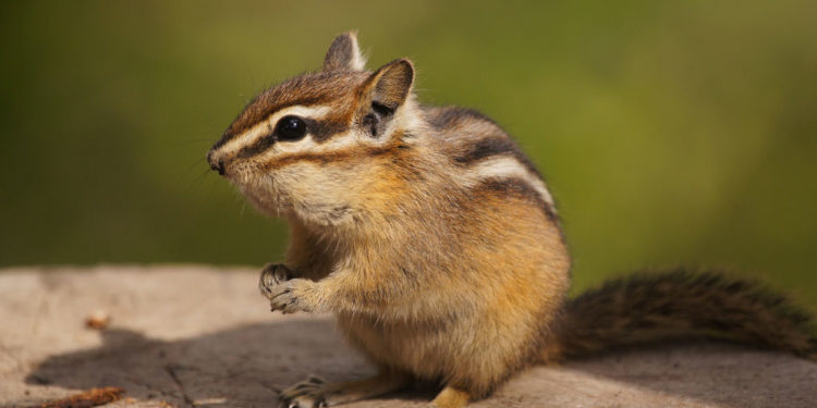 Faits, espèces et informations clés