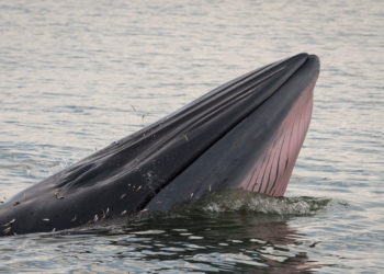 Galapagos Brydes Whale – Faits, régime et information sur l’habitat