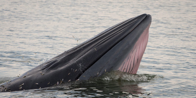 Galapagos Brydes Whale – Faits, régime et information sur l’habitat