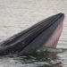 Galapagos Brydes Whale – Faits, régime et information sur l’habitat