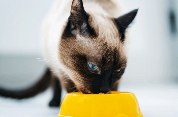 Garder les chats stérilisés et neutralisés minces
