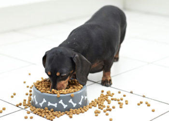 Gardez votre chien à un poids parfait en nourrissant les meilleurs aliments de la bonne manière