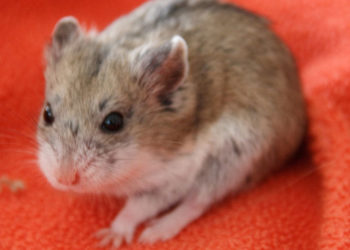 Hamster nain de Campbell – Faits, informations et photos