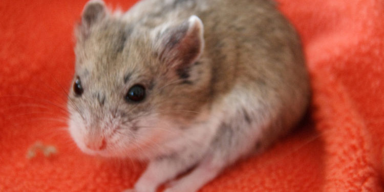Hamster nain de Campbell – Faits, informations et photos