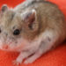 Hamster nain de Campbell – Faits, informations et photos