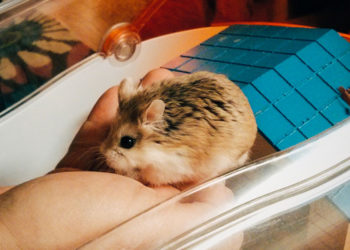 Hamsters chinois – Informations et faits sur la race chinoise