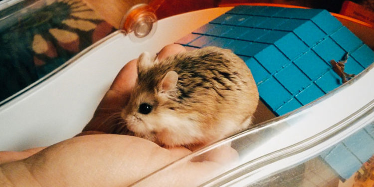 Hamsters chinois – Informations et faits sur la race chinoise