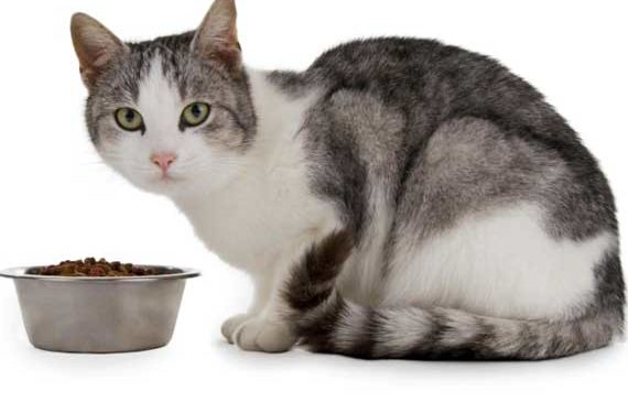 Il existe plus d’une option pour nourrir un chat atteint d’insuffisance rénale chronique