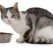Il existe plus d’une option pour nourrir un chat atteint d’insuffisance rénale chronique