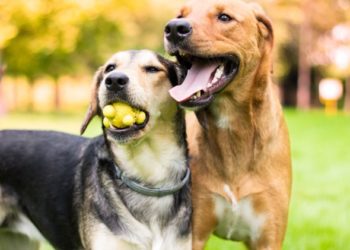 La Chambre des représentants des États-Unis a adopté un projet de loi visant à faire de la cruauté envers les animaux un crime fédéral