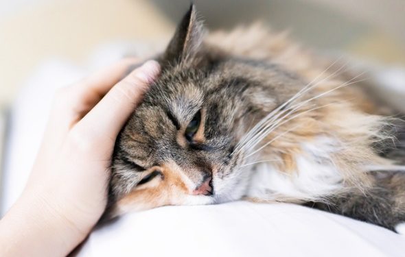 Le CBD est-il sans danger pour les chats?