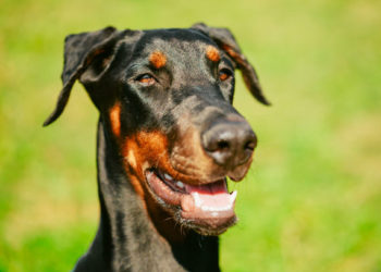 Le rôle de la nutrition et de l’alimentation dans le traitement des chiens épileptiques