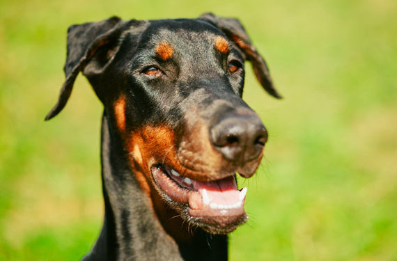 Le rôle de la nutrition et de l’alimentation dans le traitement des chiens épileptiques
