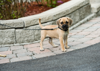 Les 13 meilleures critiques de laisse de chien rétractable pour 2020