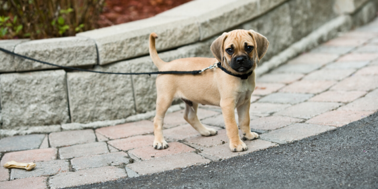 Les 13 meilleures critiques de laisse de chien rétractable pour 2020