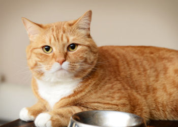 Les aliments pour chats sans céréales sont-ils meilleurs pour les chats?