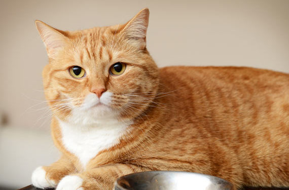 Les aliments pour chats sans céréales sont-ils meilleurs pour les chats?