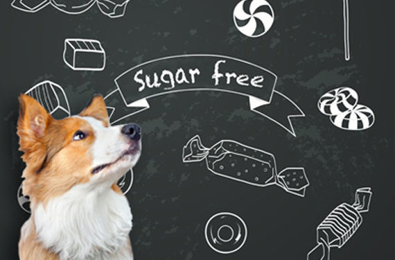 Les aliments sans sucre sont toxiques pour les chiens | Poison de xylitol chez les chiens