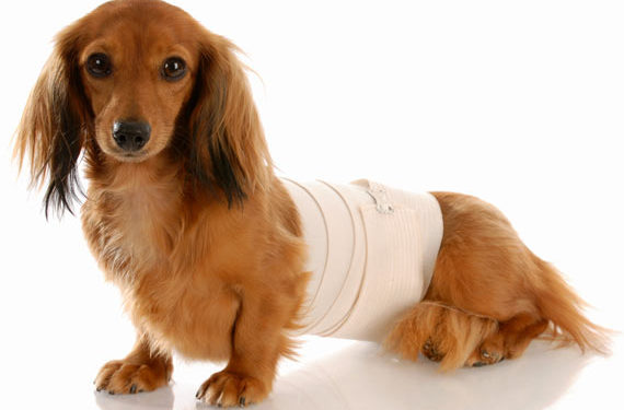 Les besoins nutritionnels des chiens souffrant de problèmes de dos