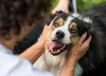 Les bouches des chiens sont-elles plus propres que les bouches des humains?