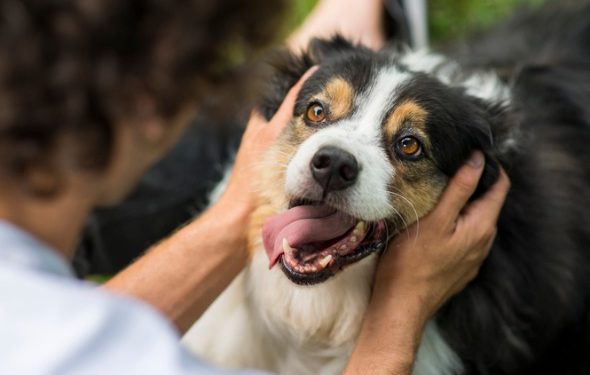 Les bouches des chiens sont-elles plus propres que les bouches des humains?
