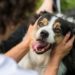 Les bouches des chiens sont-elles plus propres que les bouches des humains?