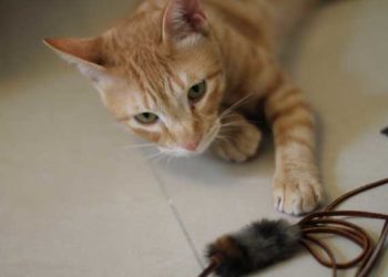 Les chats doivent chasser pour que leur nourriture reste en bonne santé