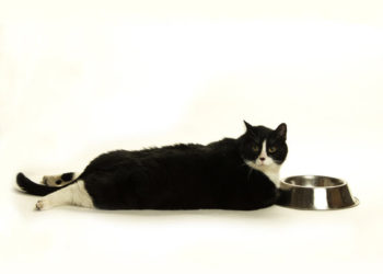 Les chats qui suivent un régime riche en protéines brûlent plus de calories