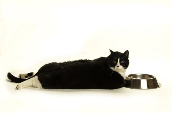 Les chats qui suivent un régime riche en protéines brûlent plus de calories