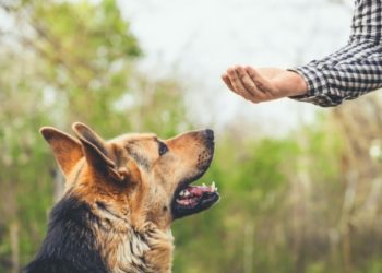Les méthodes de dressage de chiens peuvent-elles affecter la façon dont un chien se lie à son propriétaire? L’étude dit oui
